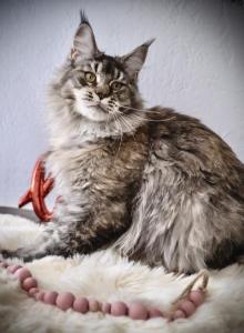 Isabella - Maine Coon Cat For Sale - McArthur&comma; CA&comma; US
