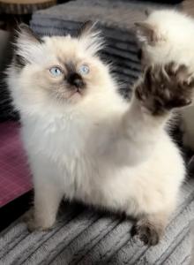 Luna - Ragdoll Kitten For Sale - Mount Joy&comma; PA&comma; US