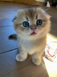 Boris - Scottish Fold Kitten For Sale - MA&comma; US
