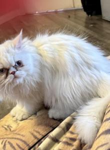 Lily an All White Sweet Girl - Persian Kitten For Adoption - Las Vegas&comma; NV&comma; US