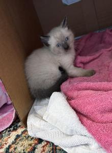 Skillet - Siamese Kitten For Sale - Winder&comma; GA&comma; US