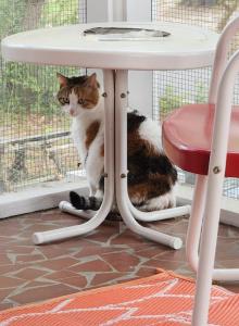 Miss Puss - Domestic Cat For Adoption - Williamston, NC, US Miss Puss - Domestic Cat For Adoption - Williamston, NC, US