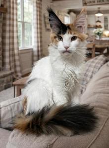 Nara - Maine Coon Kitten For Sale - Ocala&comma; FL&comma; US