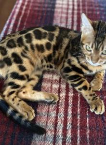 Bengal Female - Bengal Kitten For Sale - Santa Clarita&comma; CA&comma; US