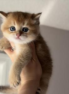 Scottish Straight male kitten - Scottish Straight Kitten For Sale - Orlando&comma; FL&comma; US