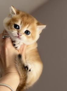 Kitten Scottish Straight male - Scottish Straight Kitten For Sale - Orlando&comma; FL&comma; US