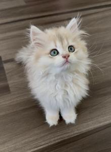 British Longhair Girl Blue Golden - British Shorthair Kitten For Sale - Aliso Viejo&comma; CA&comma; US