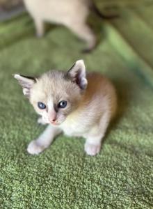 Snow's chocolate snowshoe siamese - Siamese Kitten For Sale - Moneta, VA, US Snow's chocolate snowshoe siamese - Siamese Kitten For Sale - Moneta, VA, US