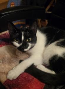 Minnie - Domestic Kitten For Adoption - Shippensburg, PA, US Minnie - Domestic Kitten For Adoption - Shippensburg, PA, US