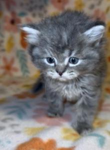 Ash - Domestic Kitten For Sale - Fitchburg&comma; MA&comma; US
