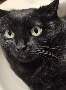 Mary spayed DSH - Domestic Cat For Adoption - NY, US Mary spayed DSH - Domestic Cat For Adoption - NY, US