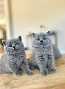 British BLUE and LILAC maleS and females - British Shorthair Kitten For Sale - Woodland Park, CO, US British BLUE and LILAC maleS and females - British Shorthair Kitten For Sale - Woodland Park, CO, US