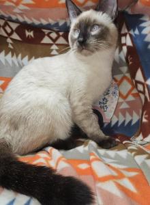 Seal Point 1 Male - Siamese Kitten For Sale - NY&comma; US