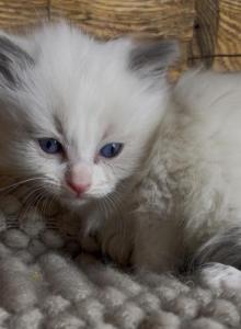 Oliver - Ragdoll Kitten For Sale - Glens Falls&comma; NY&comma; US