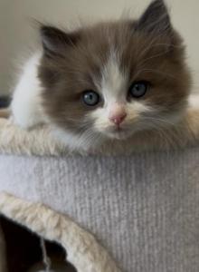 Looker - Ragdoll Kitten For Sale - San Diego&comma; CA&comma; US