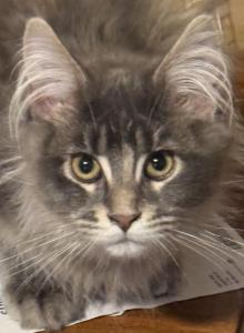 Chathams Babies - Maine Coon Kitten For Sale - Fall River&comma; MA&comma; US