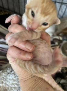 Kiki Tika Kiko Amara Luna Leo Romeo rock - Bengal Kitten For Adoption - NJ&comma; US