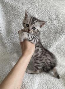 Scottish Bengal mix - Scottish Straight Kitten For Sale - Portland&comma; OR&comma; US