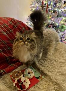 Derbyshire of FirCountry Siberians - Siberian Cat For Sale - Castle Rock&comma; WA&comma; US