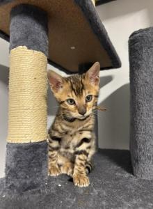 Camo - Bengal Kitten For Sale - Ronkonkoma&comma; NY&comma; US