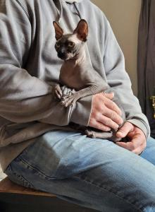 Breeding Male for sale - Sphynx Cat For Sale - Rockford&comma; IL&comma; US