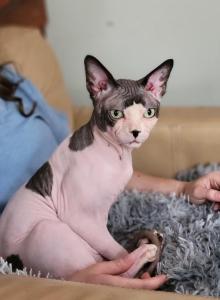 Full Registration - Sphynx Cat For Sale - Rockford&comma; IL&comma; US