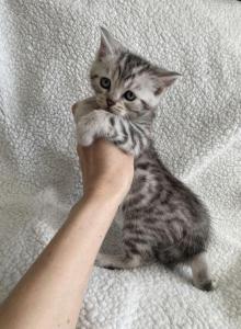 Bengal Scottish cross - Bengal Kitten For Sale - Portland&comma; OR&comma; US