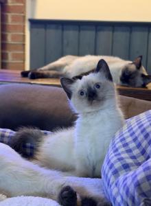 SUNSHINE LITTER - Siamese Kitten For Sale - McLean, VA, US SUNSHINE LITTER - Siamese Kitten For Sale - McLean, VA, US