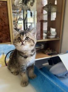 Byron - British Shorthair Kitten For Sale - Brooklyn, NY, US Byron - British Shorthair Kitten For Sale - Brooklyn, NY, US