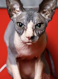 Oda - Sphynx Kitten For Sale - New York&comma; NY&comma; US