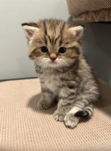 Hazel - Scottish Straight Kitten For Sale - Inman&comma; SC&comma; US