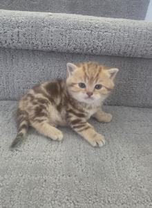 Coral - Scottish Straight Kitten For Sale - Naperville&comma; IL&comma; US