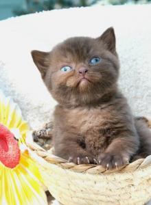 Thorn - British Shorthair Kitten For Sale - Vancouver&comma; WA&comma; US