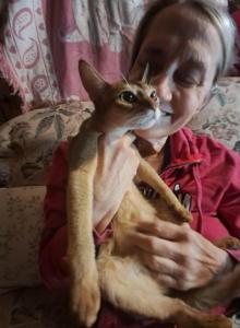 Ruddy Puma - Abyssinian Kitten For Sale - Plymouth&comma; WI&comma; US