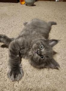 Silver - Maine Coon Kitten For Sale - WI&comma; US