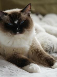 Echo's ragdoll Litter - Ragdoll Kitten For Sale - TN&comma; US