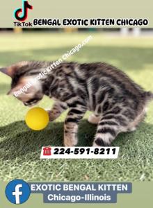 BENGAL KITTEN  CHARCOAL MALE - Bengal Kitten For Sale - Hoffman Est&comma; IL&comma; US