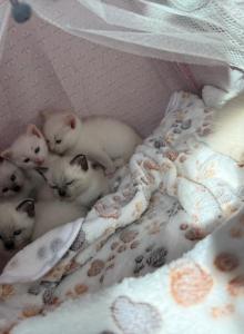 Siamese Kitten's - Siamese Kitten For Adoption - Punta Gorda&comma; FL&comma; US