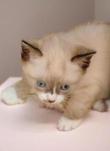 Grumpi's 4 girls - Snowshoe Kitten For Sale - Walterboro&comma; SC&comma; US
