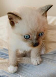 Brighteyes' 2 boys - Snowshoe Kitten For Sale - Walterboro&comma; SC&comma; US
