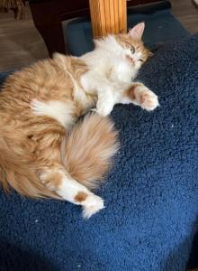 Ginger - Maine Coon Kitten For Sale - Vernon&comma; NJ&comma; US