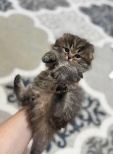 Scottish Fold Longhair - Scottish Fold Kitten For Sale - Celebration&comma; FL&comma; US
