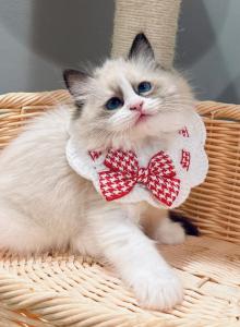 Tom - Ragdoll Kitten For Sale - Queens&comma; NY&comma; US