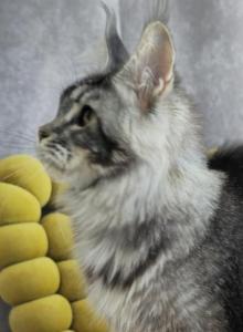 Smith n Wesson - Maine Coon Kitten For Sale - Hudson&comma; FL&comma; US