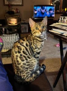 Awesome Bengal Boy - Bengal Kitten For Sale - Quakertown, PA, US Awesome Bengal Boy - Bengal Kitten For Sale - Quakertown, PA, US
