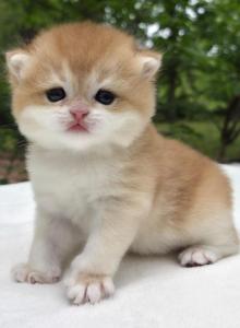 Shady - British Shorthair Kitten For Sale - Quinlan&comma; TX&comma; US