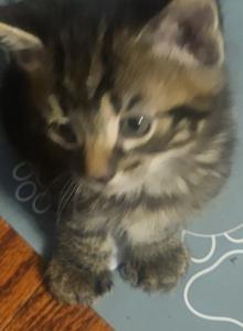 Kitty - Egyptian Mau Kitten For Sale - Brockton&comma; MA&comma; US