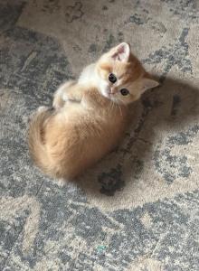 Roxy - Scottish Straight Kitten For Sale - PA&comma; US