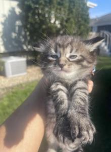 Mixed Ragdoll Kittens - Ragdoll Kitten For Sale - Oak Forest&comma; IL&comma; US