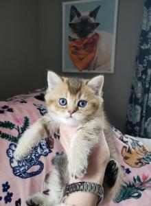 Hermes - British Shorthair Kitten For Sale - Grand Rapids&comma; MI&comma; US
